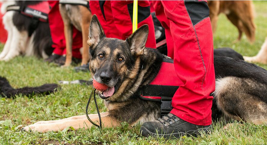 Dog getting a treat reward